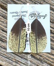 Load image into Gallery viewer, Vibrant Australian Midnight Star Show