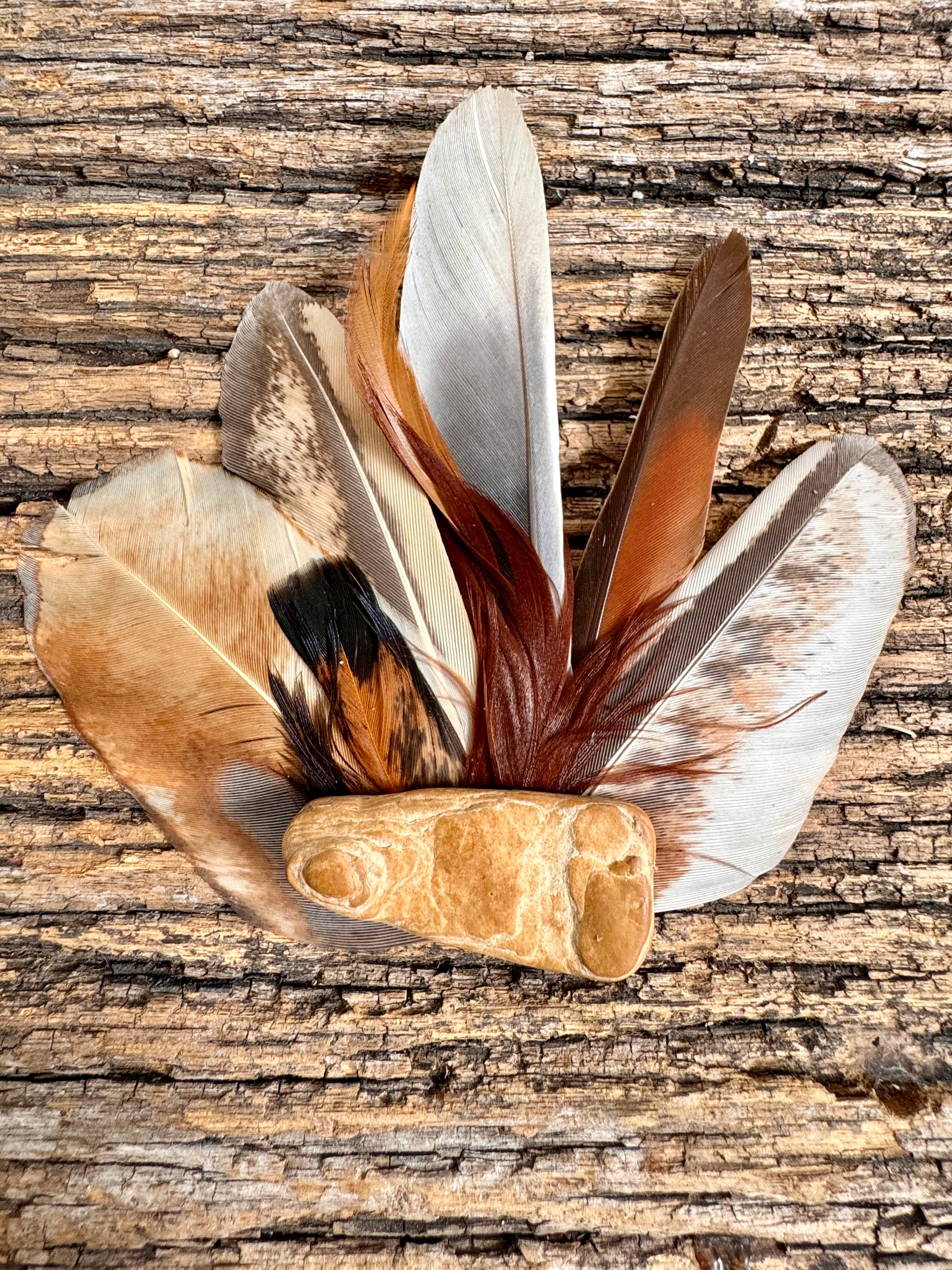 Hunter Gatherer - with Hunter River Petrified Wood